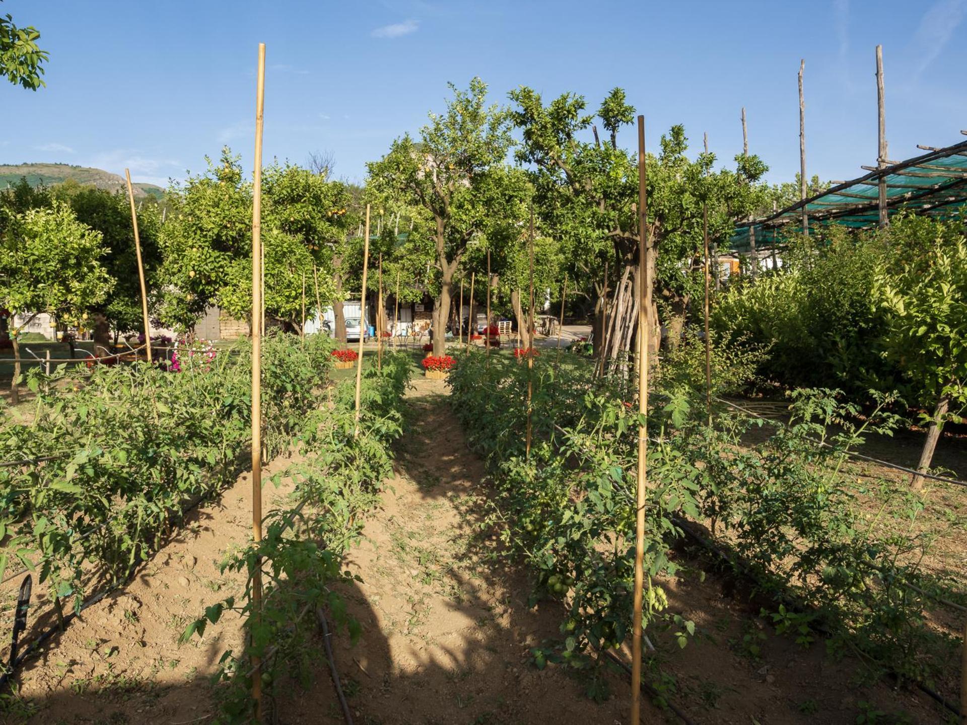 Villa Giardino Di Nonno Lucio - Surrounded By Lemon Tree Piano di Sorrento Exterior foto