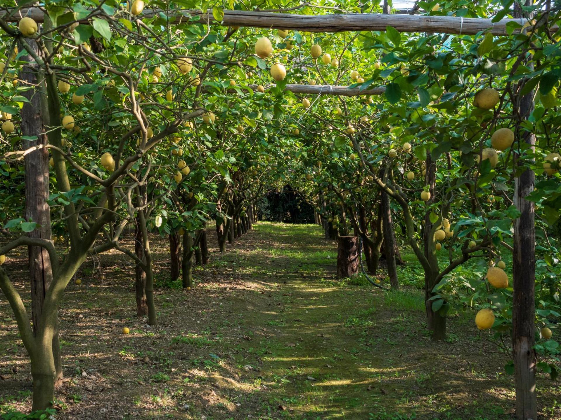 Villa Giardino Di Nonno Lucio - Surrounded By Lemon Tree Piano di Sorrento Exterior foto